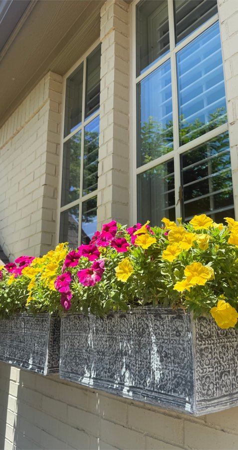 Flower boxes with fresh petunias under spotless windows